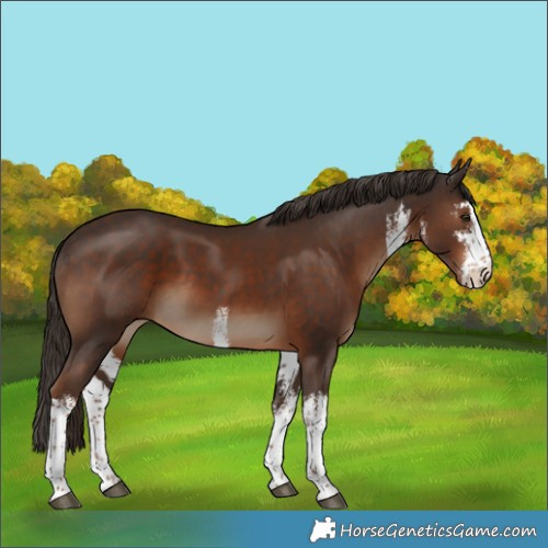 Horse Color:White Spotted Liver Chestnut 