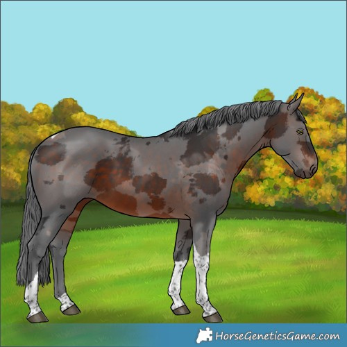 Horse Color:Brown Merle Tobiano 