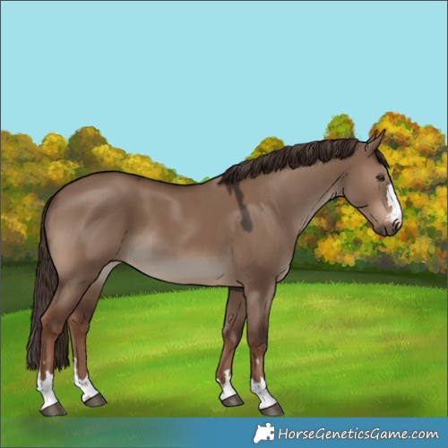 Horse Color:Liver Red Dun 