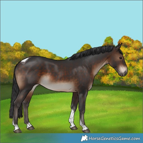 Horse Color:White Spotted Brown Tobiano 