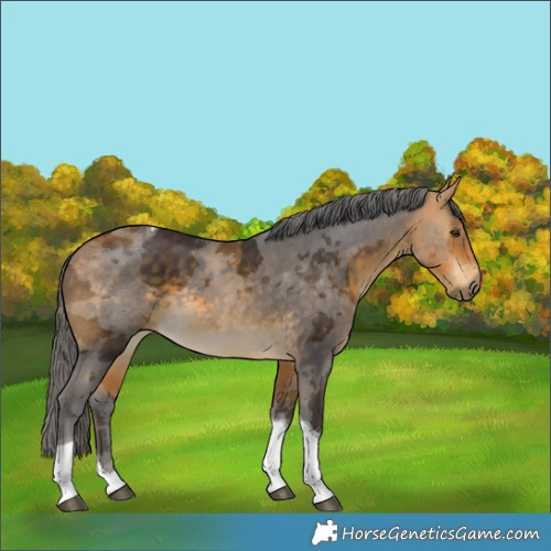 Horse Color:Buckskin Merle Tobiano 