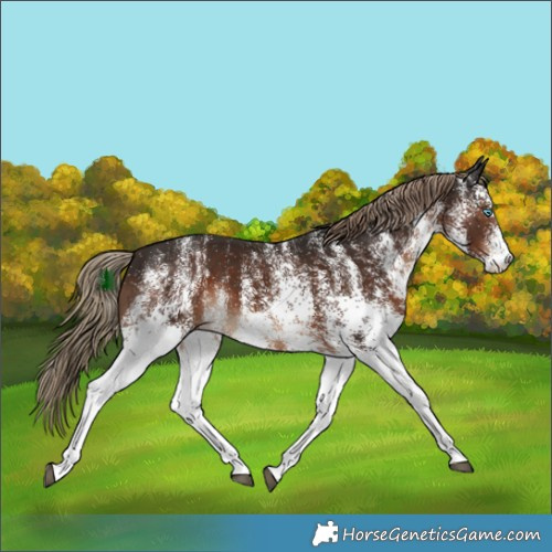 Horse Color:White Spotted Liver Chestnut 