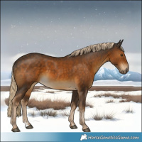 Horse Color:Chocolate Palomino 