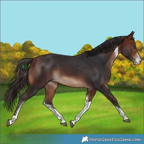 Horse Color:White Spotted Bay Tobiano 