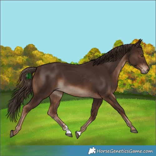 Horse Color:Liver Chestnut 