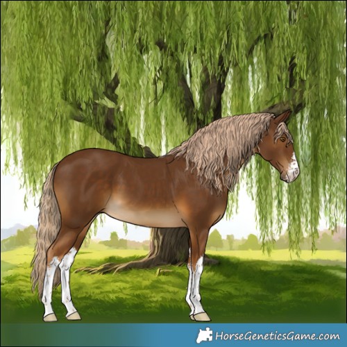 Horse Color:White Spotted Chocolate Palomino 