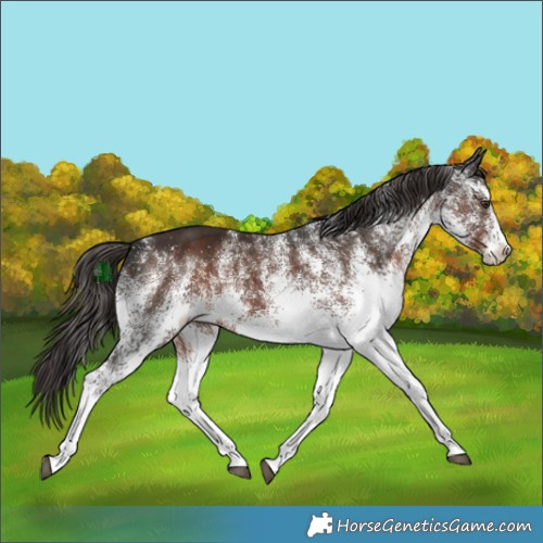 Horse Color:White Spotted Liver Chestnut 