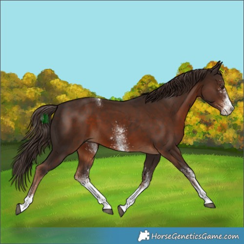 Horse Color:White Spotted Liver Chestnut Tobiano