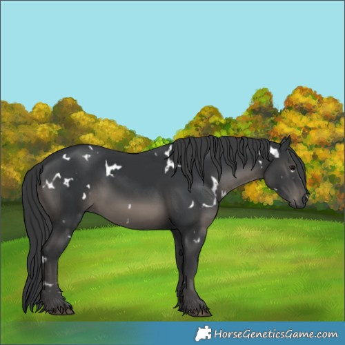 Horse Color:White Spotted Black