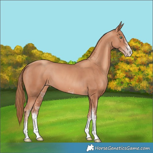 Horse Color:White Spotted Gold Champagne Rabicano 
