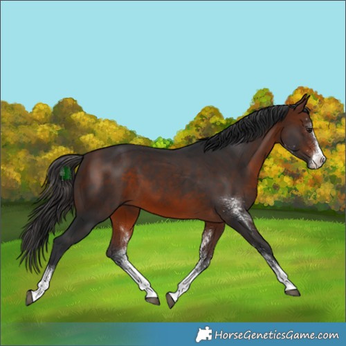 Horse Color:White Spotted Bay Rabicano 