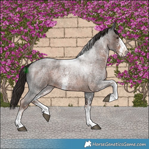 Horse Color:White Spotted Liver Red Roan 