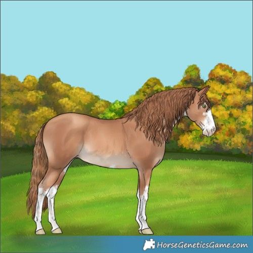 Horse Color:White Spotted Gold Champagne 