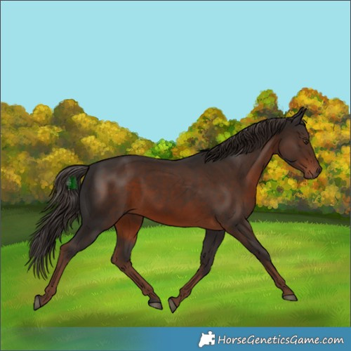 Horse Color:White Spotted Liver Chestnut 