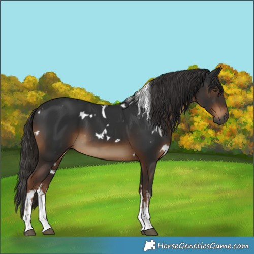 Horse Color:Gray White Spotted Liver Chestnut 