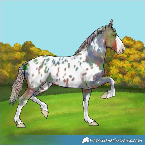 Horse Color:Nacre White Spotted Chocolate Palomino Appaloosa 