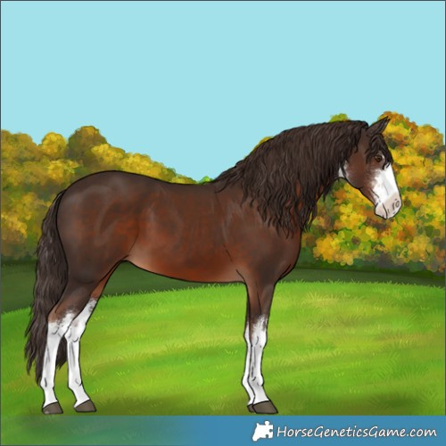 Horse Color:White Spotted Liver Chestnut Rabicano 
