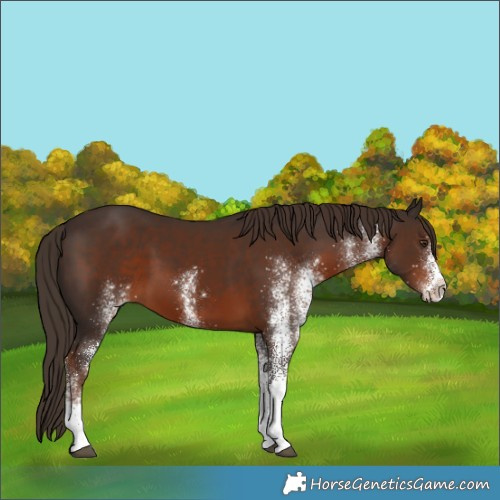 Horse Color:White Spotted Liver Chestnut 
