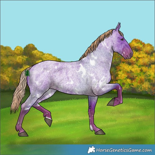 Horse Color:Watercolor White Spotted Liver Red Roan 
