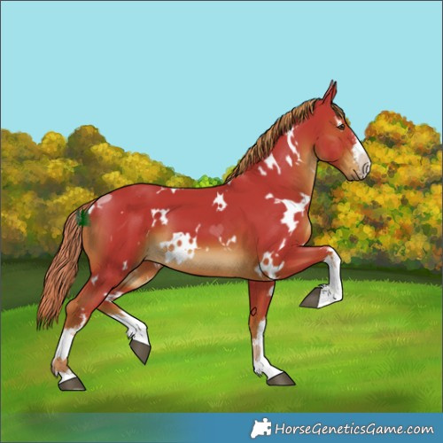 Horse Color:Watercolor White Spotted Liver Chestnut 