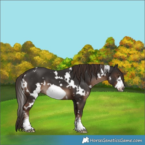 Horse Color:White Spotted Liver Chestnut Sabino Frame 