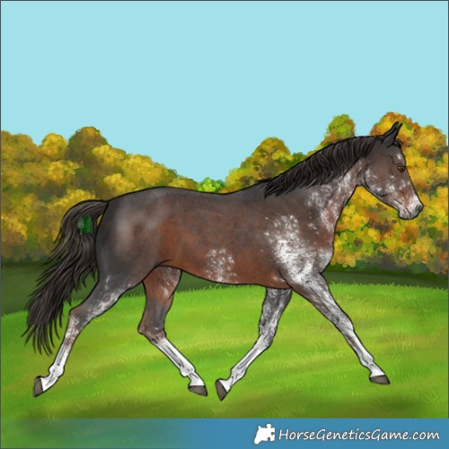 Horse Color:Gray White Spotted Liver Chestnut Tobiano 