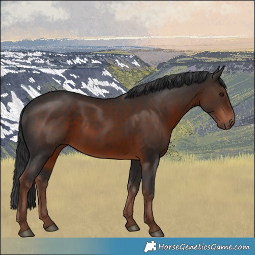 Horse Color:White Spotted Liver Chestnut Rabicano 