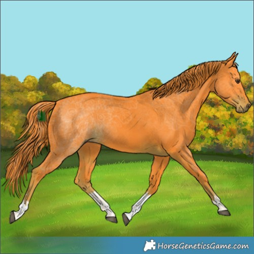 Horse Color:Watercolor White Spotted Liver Chestnut 