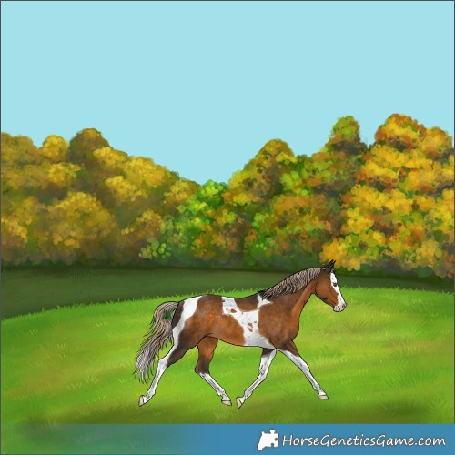 Horse Color:Chocolate Palomino Splash Tobiano Rabicano