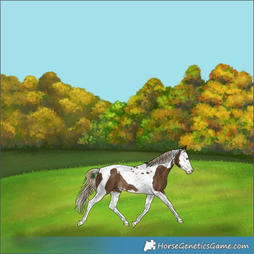 Horse Color:White Spotted Chocolate Palomino Splash Tobiano Rabicano 