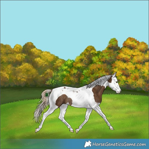 Horse Color:Chocolate Palomino Splash Tobiano Rabicano 