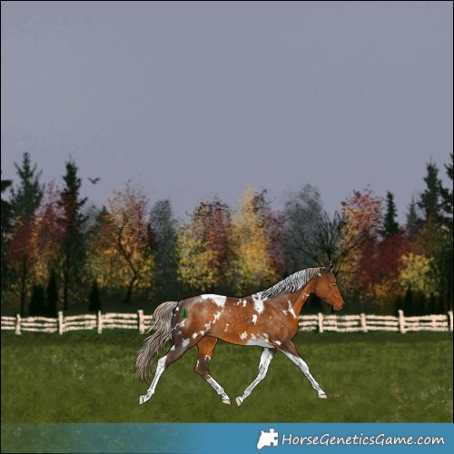 Horse Color:White Spotted Chocolate Palomino Tobiano Rabicano 