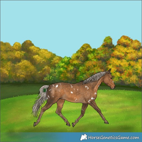 Horse Color:White Spotted Chocolate Palomino 