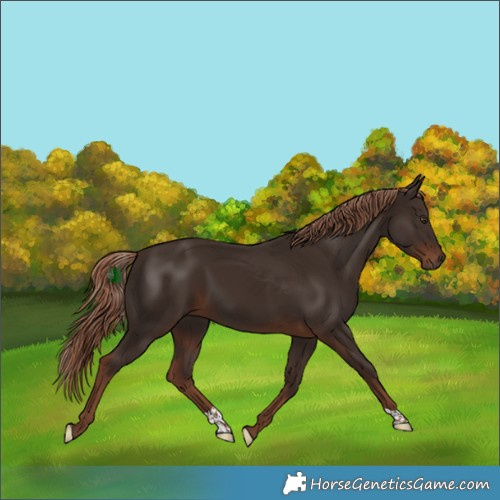 Horse Color:Liver Chestnut 