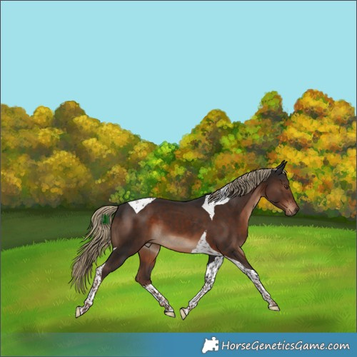 Horse Color:Liver Chestnut Tobiano 
