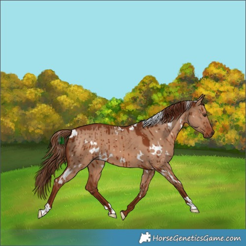 Horse Color:White Spotted Red Dun Brindle 
