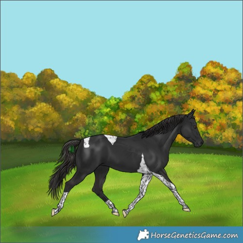 Horse Color:Liver Chestnut Tobiano 