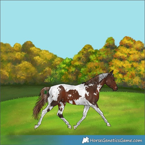 Horse Color:White Spotted Liver Chestnut Tobiano 
