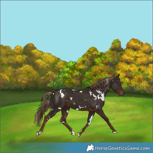 Horse Color:White Spotted Liver Chestnut 