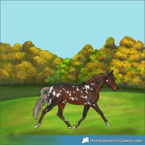 Horse Color:White Spotted Liver Chestnut 