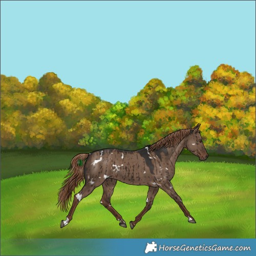 Horse Color:White Spotted Liver Red Dun Brindle