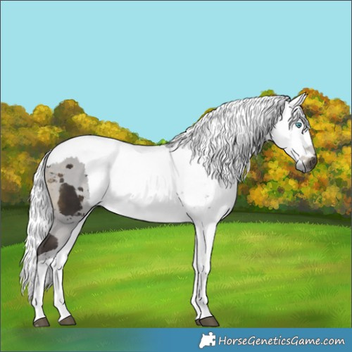 Horse Color:Buckskin Merle Tobiano