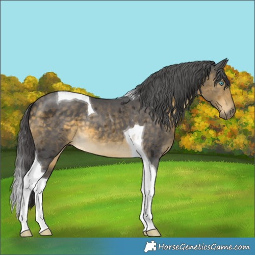 Horse Color:Buckskin Merle Tobiano 