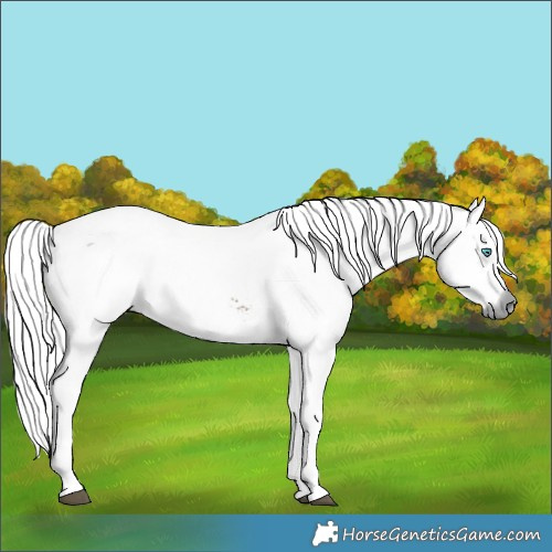 Horse Color:White Spotted Brown Dun Merle Tobiano 