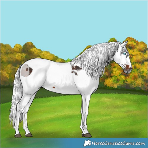 Horse Color:Brown Merle Tobiano