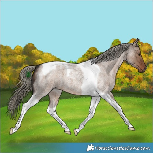 Horse Color:Liver Red Dun Roan Tobiano 