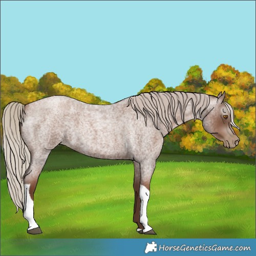Horse Color:Gray Silver Blue Roan Pearl Tobiano