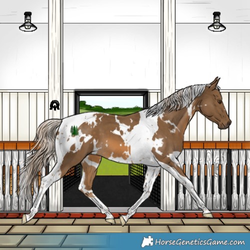 Horse Color:White Spotted Chocolate Palomino Tobiano 