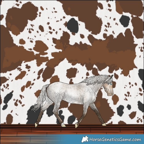 Horse Color:Gray Silver Smoky Blue Roan Pearl 