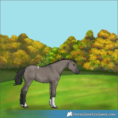 Horse Color:Grullo Tobiano Rabicano Brindle 